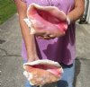 2 piece pink conch shells for sale (with slits in the back) 8 and 7-3/4 inches - Review all photos. You are buying the shells pictured for $20/lot Extra holes (natural imperfections - calcium, pock marks, chipped edges, broken points)