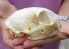 Bobcat Skull measuring 4-3/4 inches long. You are buying the skull shown for $49