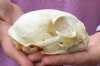 Bobcat Skull measuring 4-1/2 inches long. You are buying the skull shown for $49