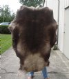 Grade A Reindeer pelt/hide/skin without legs, 51 inches long by 38 inches wide - You will receive the one pictured for $110