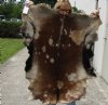 Real Goat Hide for sale (Capra aegagrus hircus) for sale 40 x 29 inches - review all photos - you are buying the goat hide pictured for $35 (holes and cut)