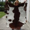 Real Goat Hide for sale (Capra aegagrus hircus) for sale 39 x 31 inches - review all photos - you are buying the goat hide pictured for $35 (holes)