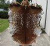 Real Goat Hide for sale (Capra aegagrus hircus) for sale 38 x 30 inches - review all photos - you are buying the goat hide pictured for $35 (holes)