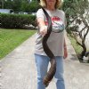 Kudu horn for sale measuring 41 inch, for making a shofar.  You are buying the horn in the photos for $100