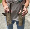 2 pc lot of North American Pronghorn horns measuring 12 inches - you are buying the ones pictured for $32/lot