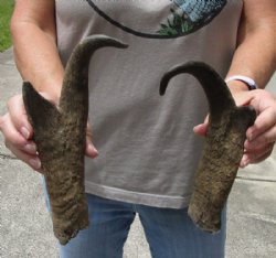 2 pc lot of North American Pronghorn horns measuring 11 inches for $32/lot