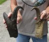 2 pc lot of North American Pronghorn horns measuring 10-1/2 and 12 inches - you are buying the ones pictured for $32/lot