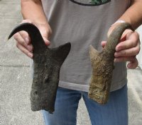 2 pc lot of North American Pronghorn horns measuring 10-1/2 and 12 inches for $23/lot
