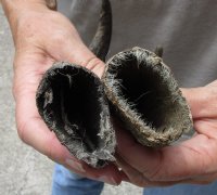 2 pc lot of North American Pronghorn horns measuring 10-1/2 and 12 inches for $23/lot