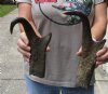 2 pc lot of North American Pronghorn horns measuring 11-1/2 and 13 inches - you are buying the ones pictured for $32/lot