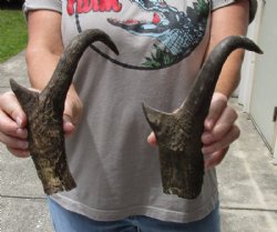 2 pc lot of North American Pronghorn horns measuring 11-1/2 and 12 inches for $32/lot