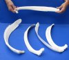 5 piece lot of 19 to 22-1/2 inch Water Buffalo (Bubalus bubalis) rib bones - Review all photos - you are buying the buffalo rib bones pictured for $45