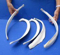 5 piece lot of 19-1/2 to 23-1/2 inch Water Buffalo (Bubalus bubalis) rib bones - Review all photos - you are buying the buffalo rib bones pictured for $45