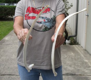 2 piece lot of 19 and 21-1/2 inch Water Buffalo rib bones - $15