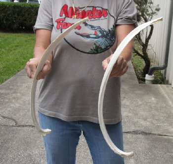 2 piece lot of 21 and 23-1/2 inch Water Buffalo rib bones - $15