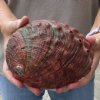 Natural Red Abalone Shell for Shell decor 6-3/4 inches wide, commercial grade - You are buying the shell pictured for $15