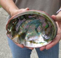 Natural Red Abalone Shell for Shell decor 6-3/4 inches wide, commercial grade - You are buying the shell pictured for $15