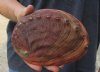 Natural Red Abalone Shell for Shell decor 6-1/2 inches wide, commercial grade - You are buying the shell pictured for $15