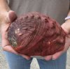 Natural Red Abalone Shell for Shell decor 6-1/4 inches wide, commercial grade - You are buying the shell pictured for $15