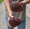 2 Natural Red Abalone Shells for Shell decor 5 inches wide, commercial grade - You are buying the 2 shells pictured for $22/lot