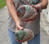 2 Natural Red Abalone Shells for Shell decor 5-1/2 inches wide, commercial grade - You are buying the 2 shells pictured for $22/lot