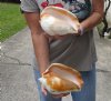 2 piece lot of Eastern Pacific Giant Conch shells with natural imperfections for sale, 7-1/2 and 8-1/2 inches  - Review all photos. You are buying the shells pictured for $29/lot