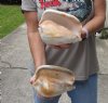 2 piece lot of Discounted/Damaged Eastern Pacific Giant Conch shells with natural imperfections for sale, 7 and 7-3/4 inches  - Review all photos. You are buying the shells pictured for $20/lot
