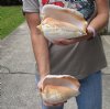 2 piece lot of Eastern Pacific Giant Conch shells with natural imperfections for sale, 7-1/4 and 7-3/4 inches  - Review all photos. You are buying the shells pictured for $29/lot