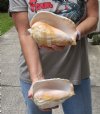 2 piece lot of Eastern Pacific Giant Conch shells with natural imperfections for sale, 7 and 7-1/2 inches  - Review all photos. You are buying the shells pictured for $29/lot