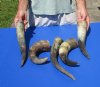 5 pc lot of Natural, Raw, Water Buffalo Horns measuring approximately 13-1/2 to 17 inches long each - You are buying the horns shown for $28/lot