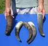 5 pc lot of Natural, Raw, Water Buffalo Horns measuring approximately 13 to 16 inches long each - You are buying the horns shown for $28/lot