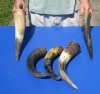 5 pc lot of Natural, Raw, Water Buffalo Horns measuring approximately 13-1/2 to 16 inches long each - You are buying the horns shown for $28/lot