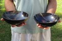 2 pc lot of Polished Ox Horn, Cow Horn bowls measuring 7 inches long. Available now for $24/lot 