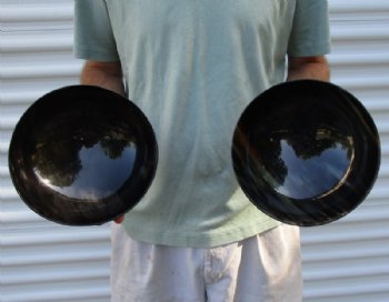 2 pc lot of Polished Ox Horn, Cow Horn bowls measuring 8 inches long For Sale for $35/lot 