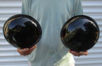 2 pc lot of Polished buffalo horn bowls measuring 8 inches long.  You are buying the buffalo horn bowl pictured for $35/lot 