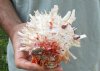 Spiny Oyster pair (Spondylus Leucacanthus) measuring 5-1/4 by 4-3/4 inches - You are buying the Spiny Oyster pair pictured for $21