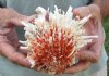 Spiny Oyster pair (Spondylus Leucacanthus) measuring 5 by 5-1/2 inches - You are buying the Spiny Oyster pair pictured for $21