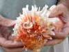 Spiny Oyster pair (Spondylus Leucacanthus) measuring 5 by 5 inches - You are buying the Spiny Oyster pair pictured for $21