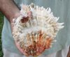 Spiny Oyster pair (Spondylus Leucacanthus) measuring 5-1/2 by 5-1/2 inches - You are buying the Spiny Oyster pair pictured for $24