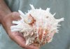 Spiny Oyster pair (Spondylus Leucacanthus) measuring 5-1/2 by 4-3/4 inches - You are buying the Spiny Oyster pair pictured for $21