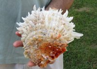 Spiny Oyster pair (Spondylus Leucacanthus) measuring 6 by 6-1/2 inches - You are buying the Spiny Oyster pair pictured for $26