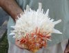 Spiny Oyster pair (Spondylus Leucacanthus) measuring 6 by 6-1/2 inches - You are buying the Spiny Oyster pair pictured for $26