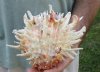 Spiny Oyster pair (Spondylus Leucacanthus) measuring 5-1/2 by 6-1/2 inches - You are buying the Spiny Oyster pair pictured for $26