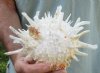 Spiny Oyster pair (Spondylus Leucacanthus) measuring 5-1/2 by 7 inches - You are buying the Spiny Oyster pair pictured for $26