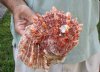 Spiny Oyster pair (Spondylus princeps) measuring 7 by 5-1/2 inches - You are buying the Spiny Oyster pair pictured for $40