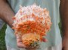 Spiny Oyster pair (Spondylus princeps) measuring 6 by 5-1/2 inches - You are buying the Spiny Oyster pair pictured for $40