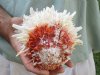 Spiny Oyster pair (Spondylus Leucacanthus) measuring 5-1/4 by 5-1/2 inches - You are buying the Spiny Oyster pair pictured for $28