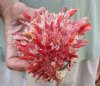 Spiny Oyster pair (Spondylus princeps) measuring 4-3/4 by 4-3/4 inches - You are buying the Spiny Oyster pair pictured for $21