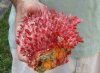 Spiny Oyster pair (Spondylus princeps) measuring 4-1/4 by 4-1/4 inches - You are buying the Spiny Oyster pair pictured for $21