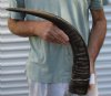 25-1/2 inch Semi polished buffalo horn - You are buying the horn pictured for $35